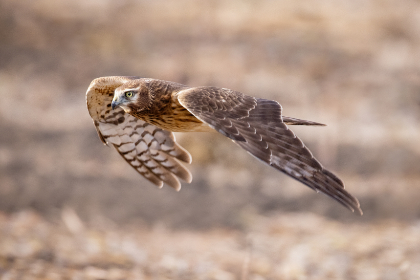 老子有钱娱乐:财富与娱乐交织下的社会现象与思考 老子有钱娱乐:财富与娱乐交织下的社会现象与思考