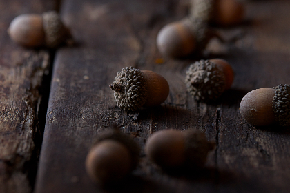 老K捕鱼达人传说：海上夺宝与技巧揭秘之旅