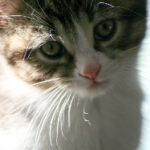 《冠军欧洲》巅峰对决直播:豪门盛宴一触即发 tbgjp902r