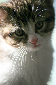 《冠军欧洲》巅峰对决直播:豪门盛宴一触即发 《冠军欧洲》巅峰对决直播:豪门盛宴一触即发